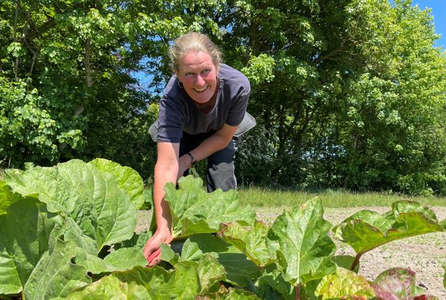 Pia Hjorth fra Naturbruget Tranum er vant til at sende sine grøntsager og bær afsted til toprestauranter, men 1500 kilo rabarber på én gang er alligevel en rekord.