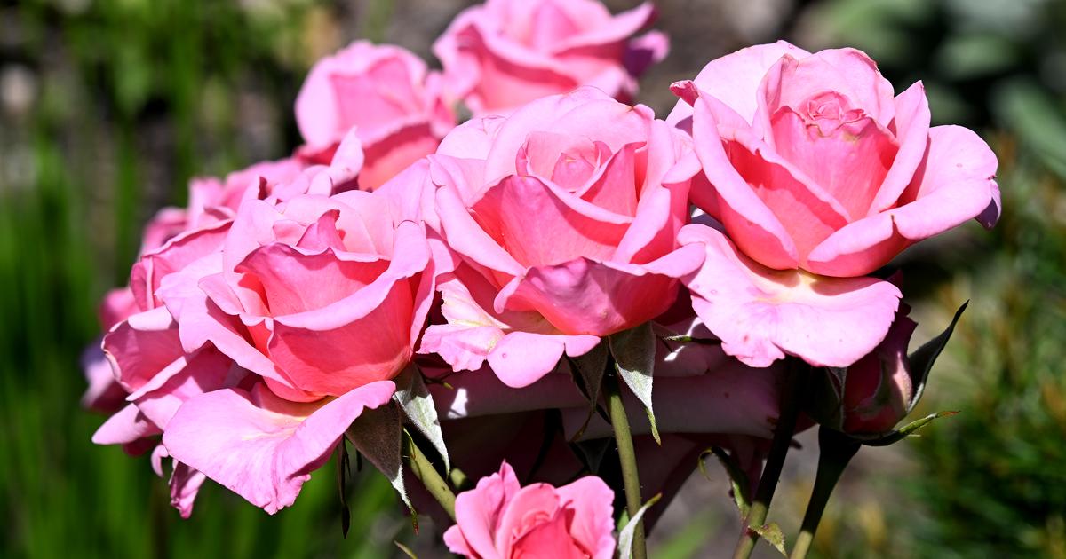 Bangsbos roser: Blomsternes dronning er i fuldt flor | Frederikshavn ...