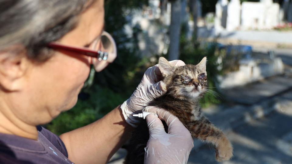 Ngo: Sygdom raserer og dræber katte i hundredtusindvis i Cypern ...