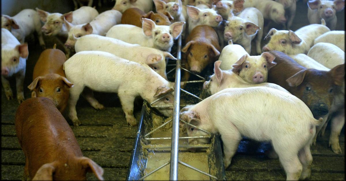 Over én million svin forsvundet fra de danske stalde | Nordjyske.dk