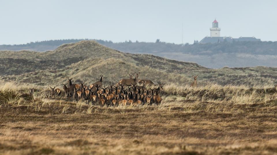 Lige nu når Nationalpark Thy til Hanstholm-knuden. Trods lokale ønsker om at udvide nationalparken med yderligere 50 kvadratkilometer, primært statsligt ejede arealer langs Vigsø Bugt mellem Vigsø og Bulbjerg, er kommunalbestyrelsen forbeholden overfor muligheden. <i>Foto: Jens Kristian Kjærgaard</i>