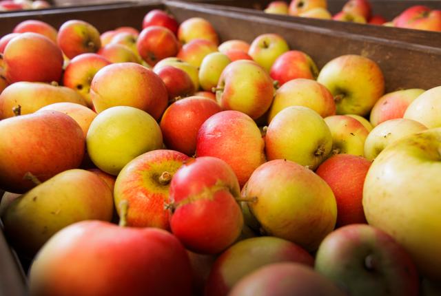 Besøg æbleplantagen 'Lykkesholm Æbler' søndag den 1. oktober, hvor frugtavler Leif vil vise rundt.