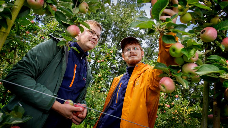 Jens Greve Brix Mikkelsen (tv) og Mads Richter har høstet løs på de træer, som Jens' farfar Finn plantede. Denne lørdag holder de Æblets dag, der starter pluk-selv sæsonen. <i>Foto: Torben Hansen</i>