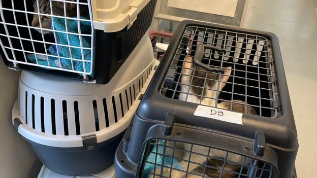 Kattene var efterladt i transportkasser. <i>Foto: Dyrenes Beskyttelse</i>