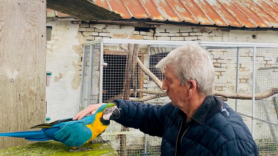 Svend Aage Drastrups papegøjer lever det frie liv. <i>Foto: Jakob Gammelgaard</i>