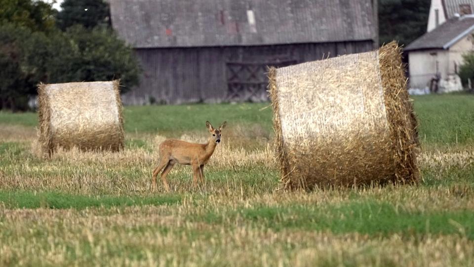 Polen er blandt de lande, der er bange for, at import af ukrainsk korn skader deres egne landmænd. Derfor har de nu indført forbud på egen hånd. <i>Czarek Sokolowski/Ritzau Scanpix</i>