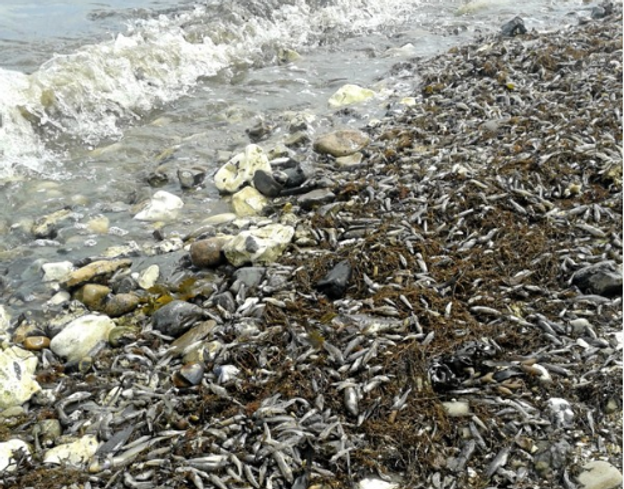Døde fisk skyller op på stranden: Iltsvind dræber de dyr, der ikke når at flytte sig