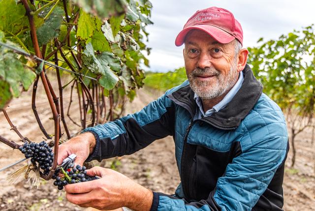 Vinbonde Jan Lunde melder om en hæderlig vinhøst - trods en meget våd sommer. Lørdag kom de sidste druer i hus.