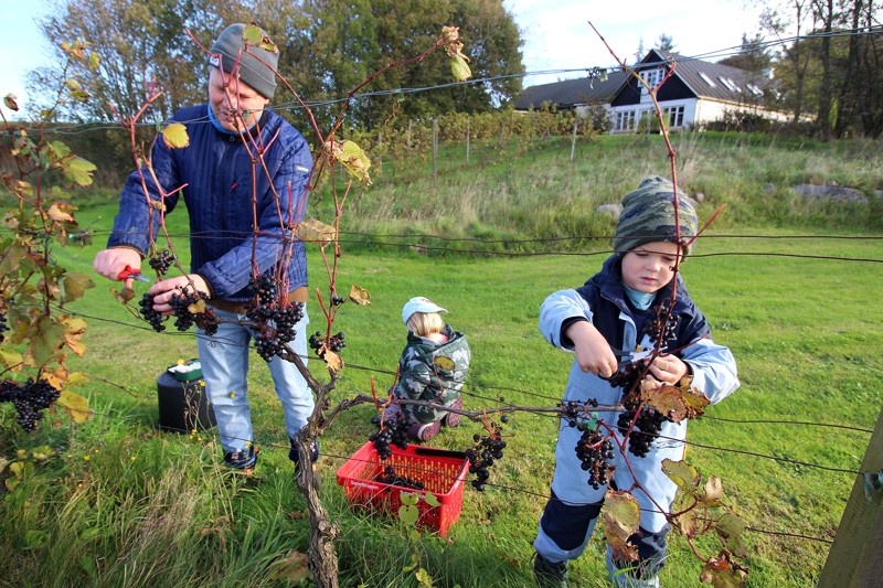 Mange Hjalp Til Med Plukning Af Vindruer P Lokal Ving rd Br nderslev mange-hjalp-til-med-plukning-af-vindruer-p-lokal-ving-rd-br-nderslev
