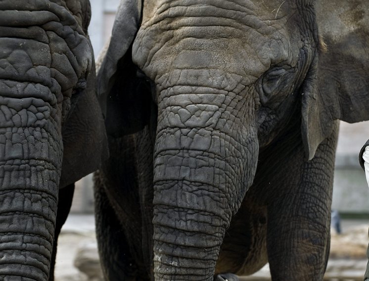 Hunelefanten Bibi blev onsdag aflivet i Aalborg Zoo