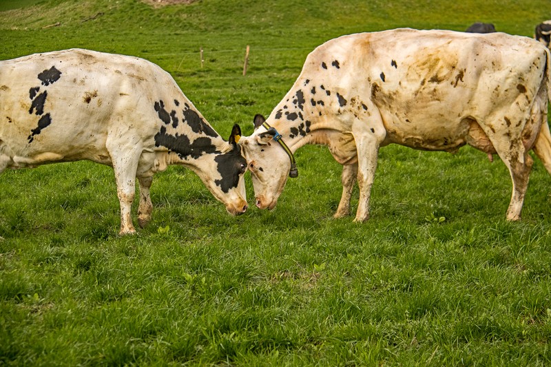To af køerne kunne ikke blive enige om rangordenen i kvægflokken. Det ordnede de på kofacon ved at støde hovederne sammen.