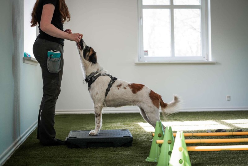 Nordjyllands Internat i Hjallerup får i fremtiden endnu bedre muligheder for at træne og rehabilitere internatets mange hunde.