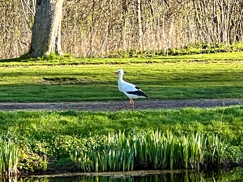 Den enlige stork vandrede sindigt rundt ved voldgraven uden for Voergård Slot.