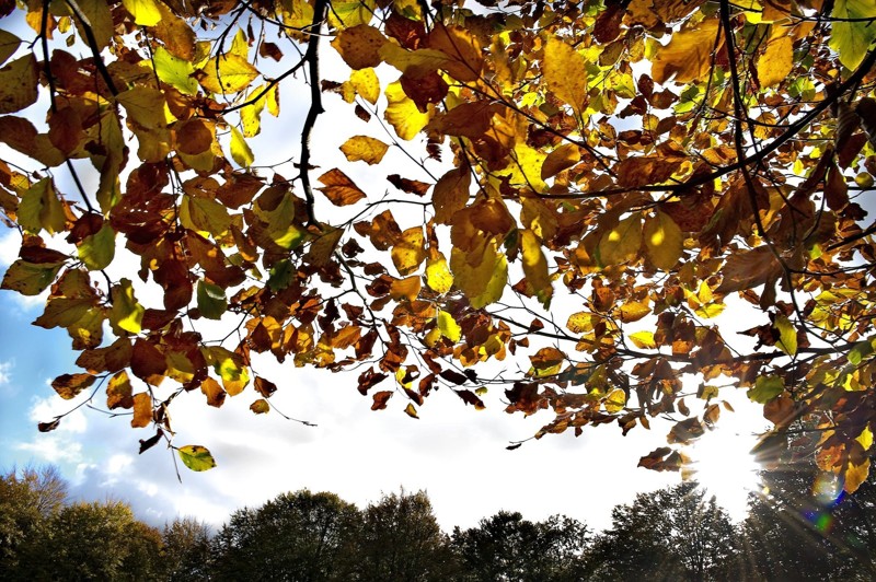 Ældresang handler meget passende om efteråret, når det foregår 5. november.
