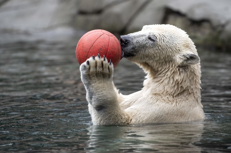 Aalborg Zoo har nu udsigt til at miste en omsætning på ikke mindre end 22 millioner kroner i juni, juli og august, og det kan i værste fald få konsekvenser for havens dyrehold. Arkivfoto: Henrik Bo