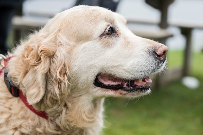 Fra onsdag må nordjyderne nu tage deres hunde med i alle busser og tog, der kører i Nordjylland - det gælder også bybusserne.