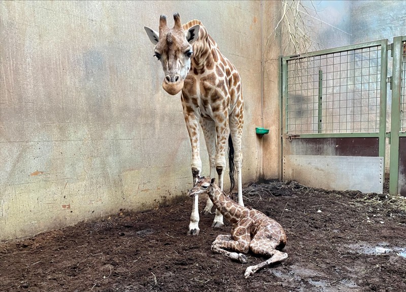 Der er god stemning i Zoo efter en veloverstået giraffødsel. Foto: Aalborg Zoo