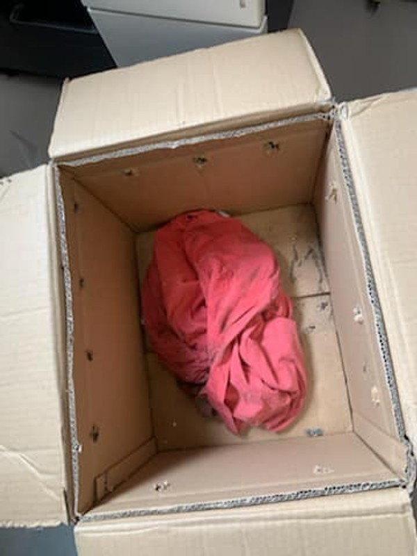 En gammel t-shirt var alt, de tre kattekillinger fik med sig i kassen, som de blev efterladt i. Foto: Nordjyllands Dyreinternat