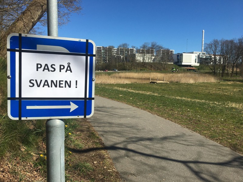 Hjørring Kommune følte sig nødsaget til at sætte et skilt op for at advare park-gæsterne, så de ikke kom for tæt på svanen. Foto: Ole Fink Mejlgaard
