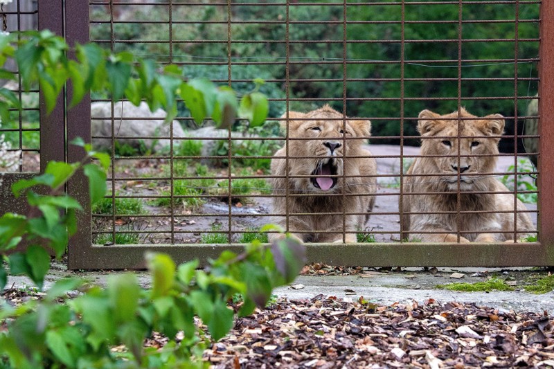 Dyrene i Aalborg Zoo må stadigvæk kigge langt efter publikum. Og ingen tør i dag spå om, hvornår haven atter kan lukke gæster ind. Arkivfoto: Henrik Bo