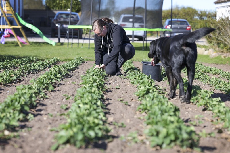 Hønsene lægger æggene på den anden side af denne væg - og så kommer de ud her og er klar til at komme i bakker. Foto: Bente Poder
