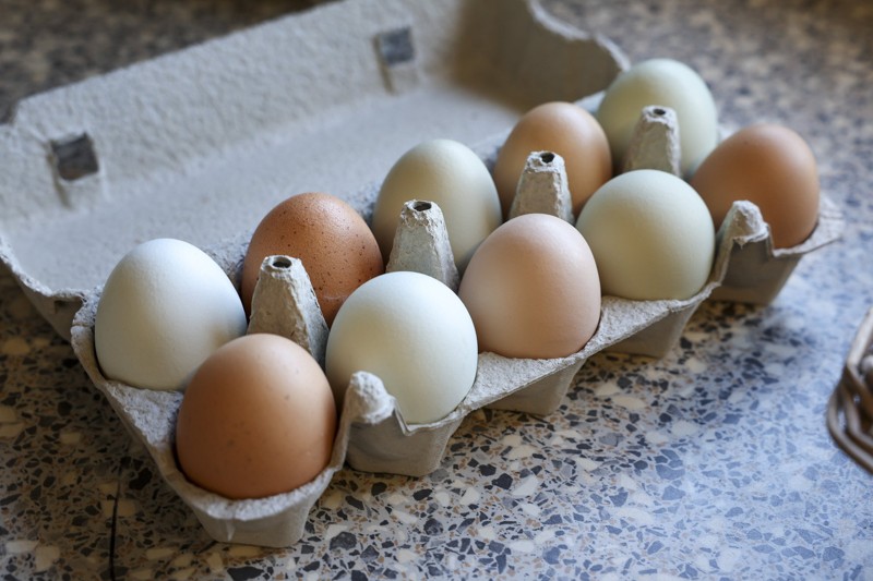 De knap 100 høns lægger i snit mellem 0.8 og 0.85 æg per dag. Foto: Bente Poder