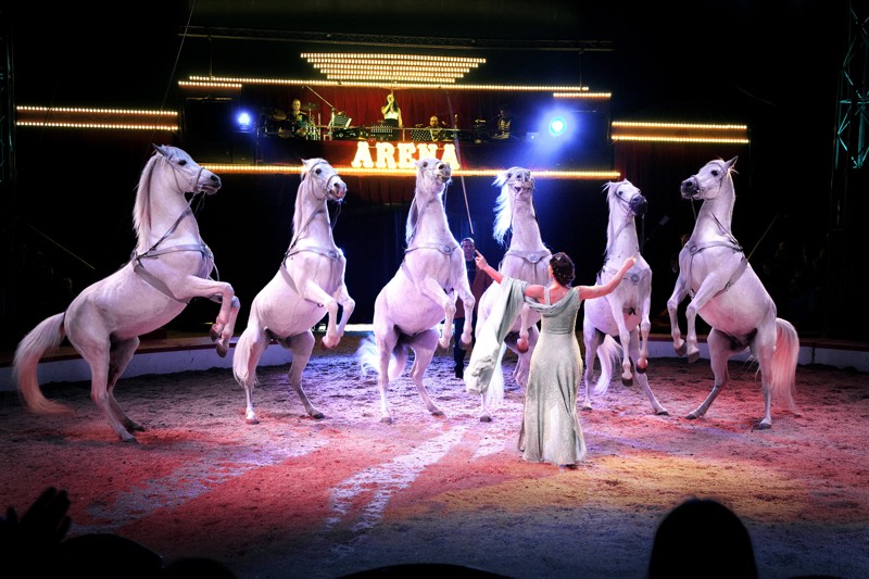 Ingen cirkus uden smukke og dygtige heste. Foto: Cirkus Arena