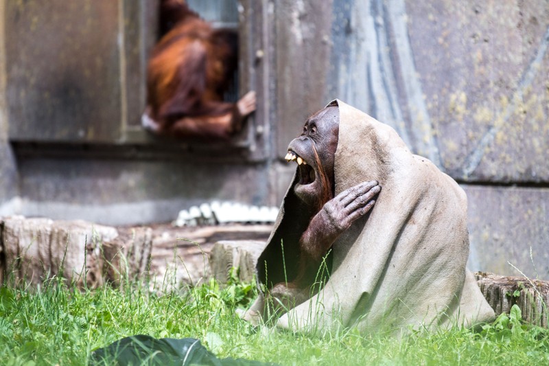 Hver abe synger med sin mund - og måske kan sangeren her på billedet ikke måle sig med f.eks. den spanske tenor Plácido Domingo i regulær sangpragt - men til gengæld er underholdningsværdien ganske betydelig hos den skønne abe. Arkivfoto: Andreas Falck
