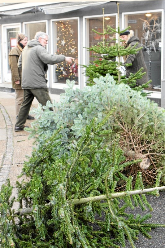Også denne december er Hals forenede Sportsklubber på banen med salg af juletræer. Foto: Allan Mortensen