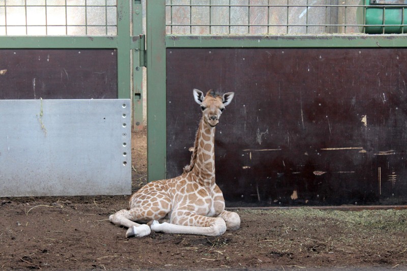 Girafflokken i zoo har fået et nyt, lille kvindeligt medlem. Foto: Aalborg Zoo