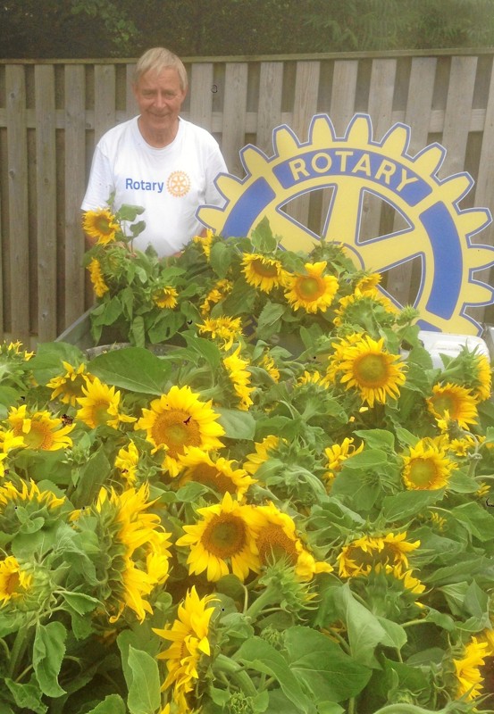 Igen i år vil der være smukke Solsikker i gadebilledet i Fjerritslev. Her er Peter Eigenbroth ved at gøre klar til at fordele de smukke blomster. Privatfoto