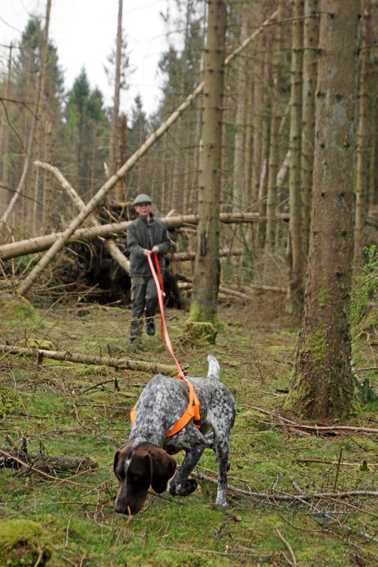 11 forskellige hunderacer er repræsenteret, når det 18. august går løs ved årets DM for schweisshunde i Rold Skov. ?Privatfoto
