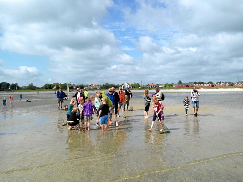 Det går helt i fisk på stranden i Øster Hurup - og man kan tage hele familien med til stranden og bliv klogere på livet under vandoverfladen.
