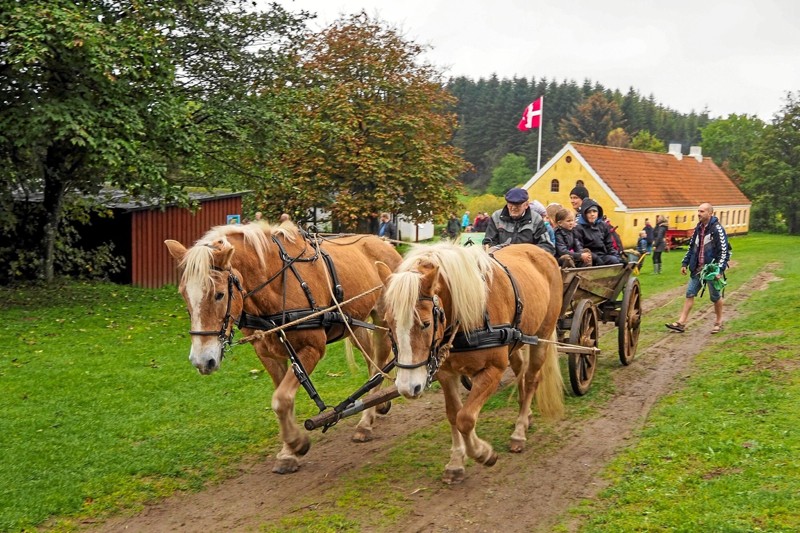 Børnene kunne komme på tur i området med hestevognen. Foto: Niels Helver