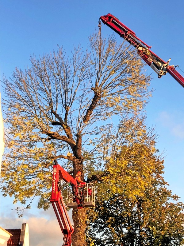 Onsdag morgen gik Morten Vangsted, Sønderhedens Skov- og Haveservice, i gang med at fælde det gamle træ.