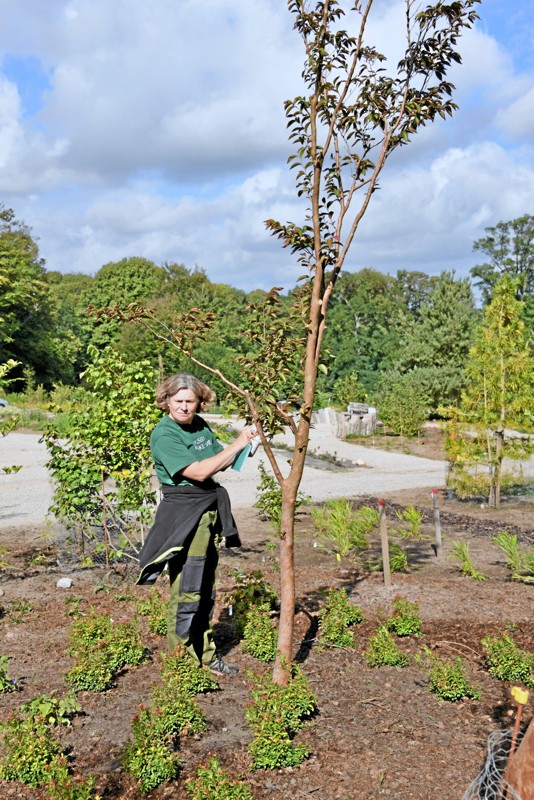 Ellen Ræbild markerer et af træerne fra Poul Erik Branders have. Det er herfra, der skal tages stiklinger
