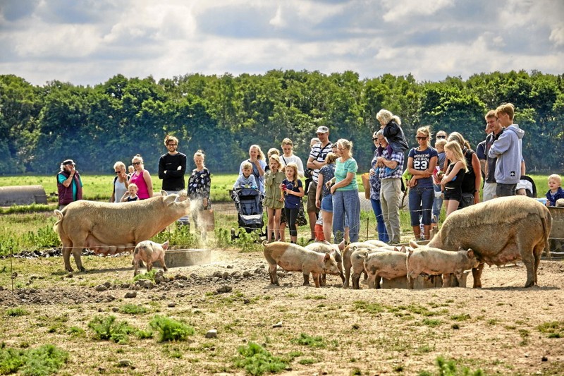 5. september er der sofari i hele landet - også i Nordjylland, hvor fire gårde byder indenfor. Foto: Landbrug & Fødevarer