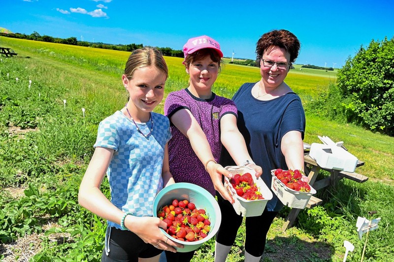 Så er der jordbær i spanden. Fra venstre Merle Thorsø Sørensen, Nia Stenberg Larsen og Bettina Stenberg, alle fra Thisted.- Vi plejer at være her hvert år. Vi går kun efter corona-sorten. De er de sødeste - synes vi, lyder det fra jordbærtrioen. Foto: Ole Iversen
