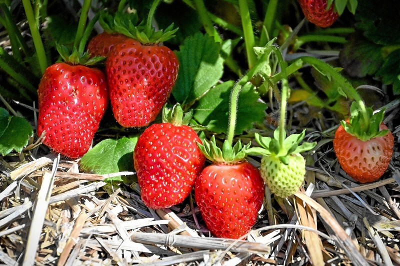 Der vil være jordbær til selv-pluk endnu to uger hos Frilandsgrønt i Kjeldstrup. Foto: Ole Iversen