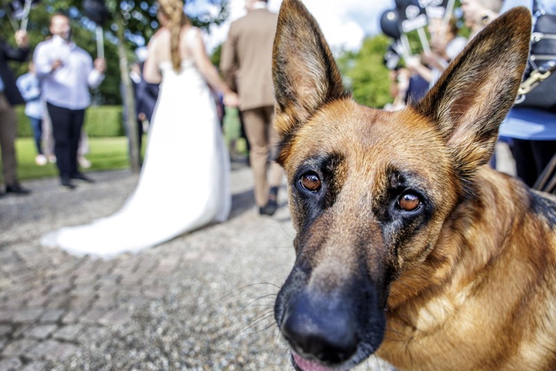 Sabine Veile Poulsen går hver uge til træning med sin schæferhund hos Schæferhundeklubben i Thisted - ved hendes bryllup lørdag dukkede to- og firbenede venner fra klubben op og stod espalier foran kirken.