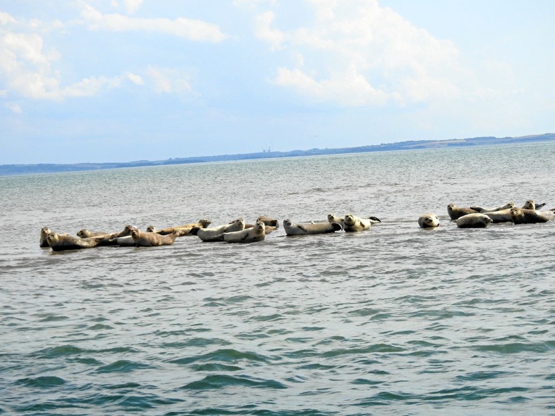 Der er op mod 100 sæler på hver af sandbankerne i Krik Vig. Foto: Jens Brændgaard