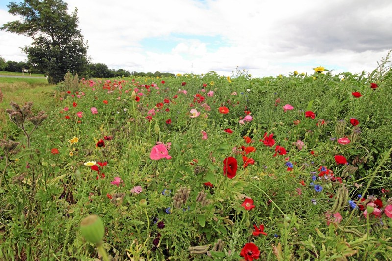 Masser af smukke blomster i de to blomsterstriber langs et stykke af vejen fra Asaa til Dronninglund. Foto: Jørgen Ingvardsen