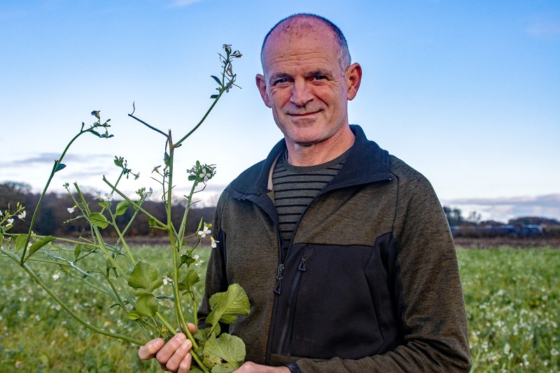 Kenneth Mortensen på Øland er en af de mange landmænd, der de seneste år har taget olieræddike til sig som efterafgrøde.