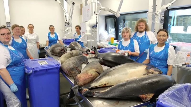 Så skal der skæres. Aalborg Universitet har tidligere obduceret sæler og små hvaler, og i næste uge sker det igen.