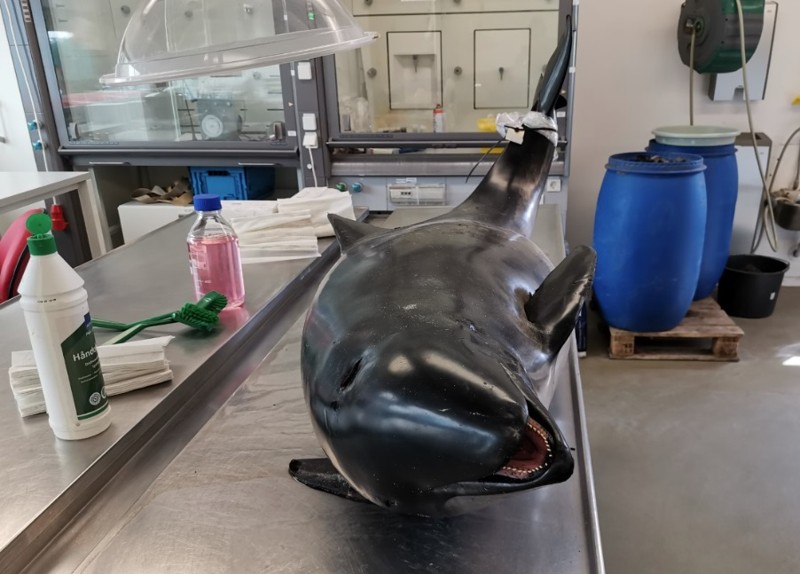 De døde havpattedyr, som obduceres på Aalborg Universitet, er friske - nogle har været frosset ned. Her en lille hval. 