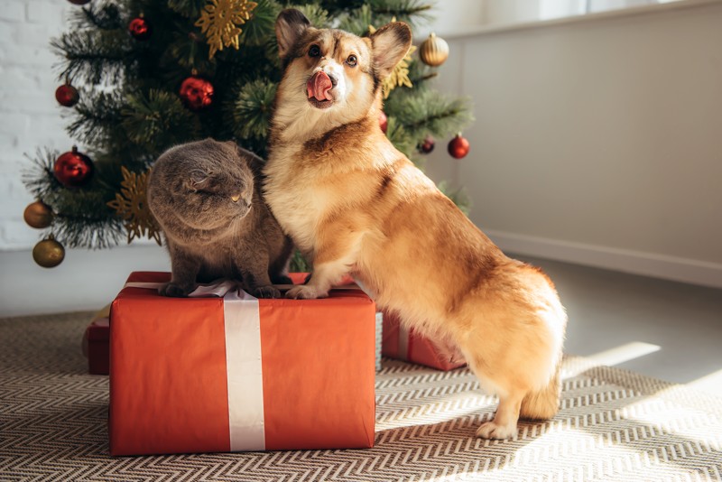 Julen er en hyggelig tid - også for kæledyr. Men julens madmæssige fristelser er ikke egnet til dyrene.