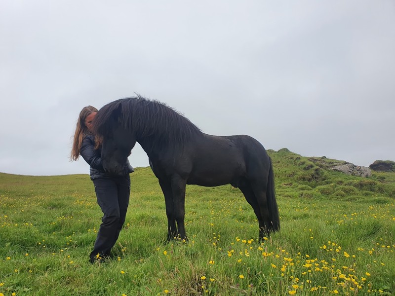 Tårs-forfatteren Lise Hvarregaard er aktuel med en ny bog. Fotoet viser avlshingsten Glæsir frá Lækjarbrekku 2 og forfatteren.