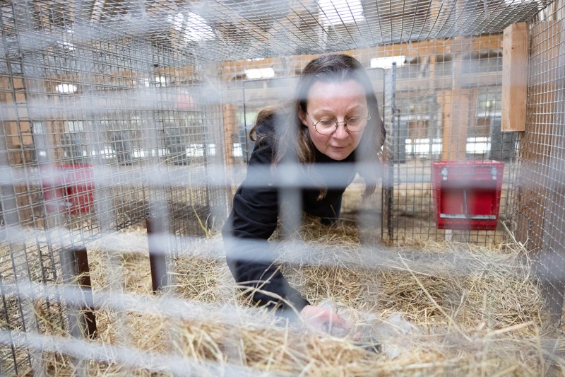 De tidligere minkbure huser nu kaniner af racen fransk vædder. I buret her konstaterer Kirsten Holgaard, at et kuld unger netop er kommet til verden.