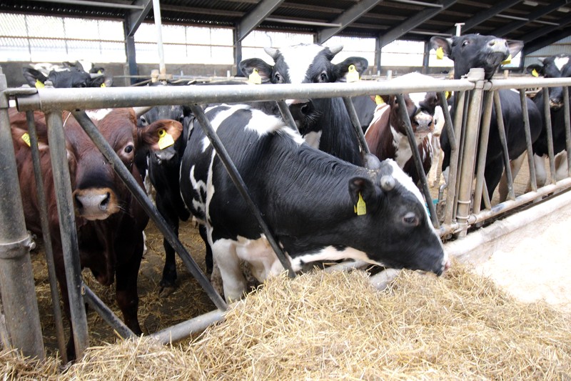 Kalvene her er 11 måneder og vejer omkring 400 kilo. De er dermed slagteklare.