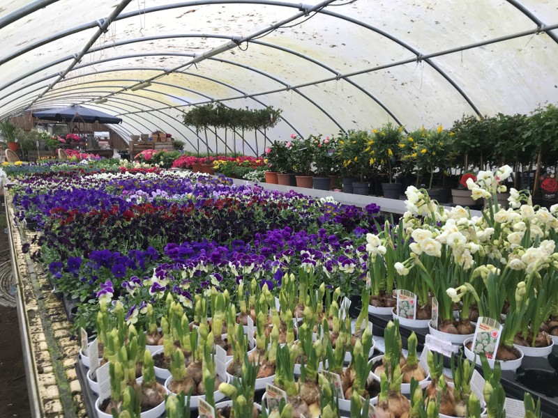 I kommende weekend starter plantesalgssæsonen hos Staudeengen, hvor drivhusene bugner med forårsblomster.